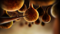 Botanicula screenshot 3