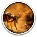 Empire of the Ants