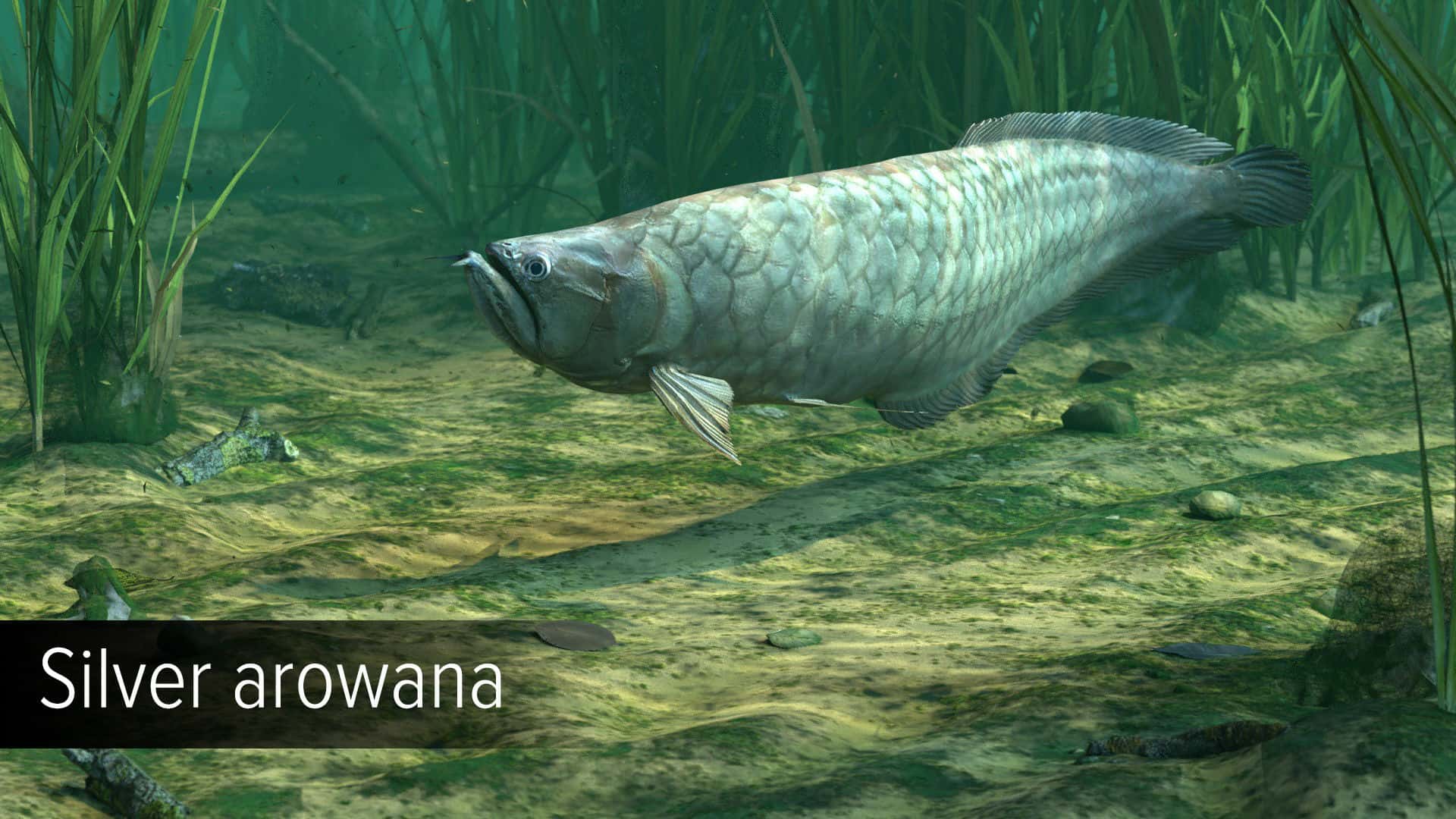#10. Ultimate Fishing Simulator - Amazon River DLC (GOG) 由: Ultimate Games S.A.