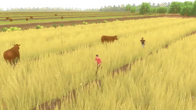 Forgotten Fields Demo screenshot 11